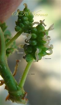  Female Inflorescence